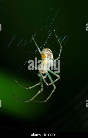 Orchard Orbweaver, Leucauge venusta, unreifen männlichen Stockfoto