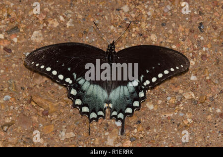 Spicebush Swallowtails, Pterourus troilus, männlicher Schlammpuddling Stockfoto