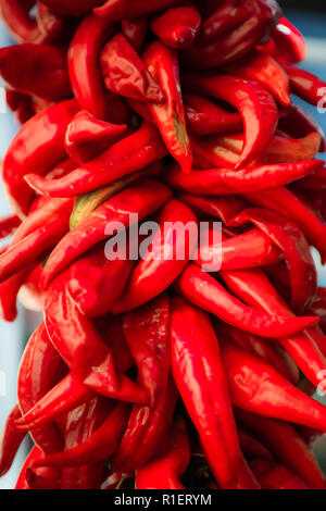 In der Nähe von hellen roten Chili peppers zusammen aufgereiht, genannt ristras, gemeinsame zur Südwestlichen und Mexikanische Küche Stockfoto