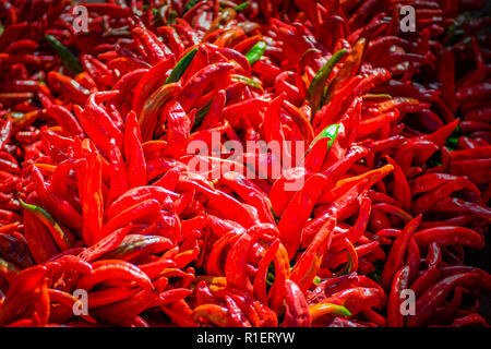 In der Nähe von hellen roten Chili peppers zusammen aufgereiht, genannt ristras, gemeinsame zur Südwestlichen und Mexikanische Küche Stockfoto