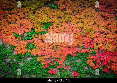 Die Natur von ihrer besten Seite zeigt eine Kletterwand Grüner Efeu, der im Herbst rot und Gold und gelb wird Stockfoto