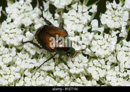 Japanische Käfer, Popillia japonica Stockfoto