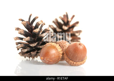 In der Nähe von Drei Eicheln mit zwei Kienäpfeln dahinter auf weißem Hintergrund mit Leiche Schatten im Vordergrund. Stockfoto