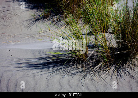 Die Erkundung einer lokalen Strand An einem schönen Frühlingsmorgen. Stockfoto