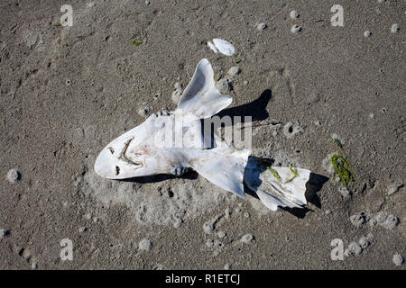 Die Erkundung einer lokalen Strand An einem schönen Frühlingsmorgen. Stockfoto