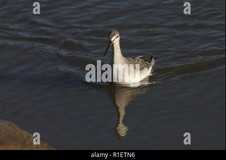 Eine atemberaubende beschmutzt Rotschenkel (Tringa erythropus) Jagd in einem Meer Mündung. Stockfoto