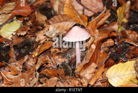 Ein ziemlich rosig Motorhaube Pilz (Mycena-rosea) zunehmend durch die blattsänfte auf dem Waldboden in Großbritannien. Stockfoto