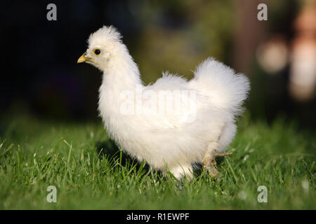 Eine kleine Hühner auf dem Gras, outdoor Stockfoto