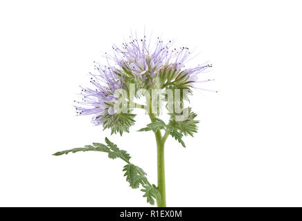 Lila phacelia auf weißem Hintergrund Stockfoto