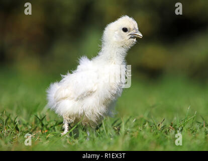 Weißer Seide Huhn zu Fuß in einem grünen Garten im Sommer Stockfoto