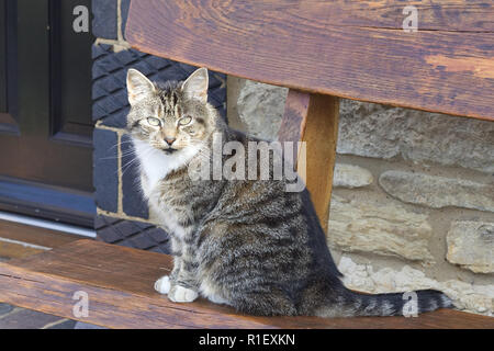 Tabby Katze sitzt auf einer Holzbank Stockfoto