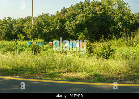 Bienenvölker in den Feldern und grünen Bäumen im Hintergrund. Stockfoto