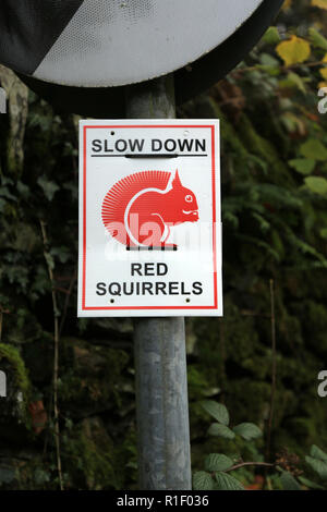 Ein Zeichen gefragt, Treiber für rote Eichhörnchen, die in den Nationalpark Lake District, Cumbria, England, UK zu verlangsamen. Stockfoto