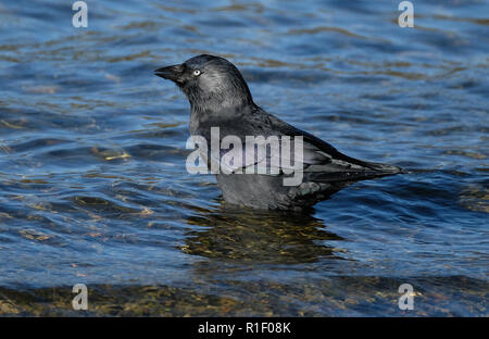 Dohle waschen in frischem Wasser See Staub und Milben zu entfernen. Stockfoto