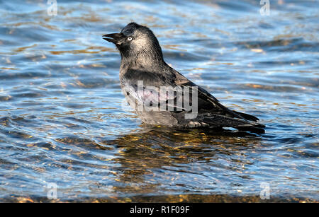 Dohle waschen in frischem Wasser See Staub und Milben zu entfernen. Stockfoto