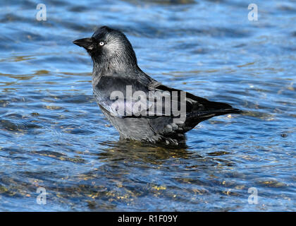 Dohle waschen in frischem Wasser See Staub und Milben zu entfernen. Stockfoto