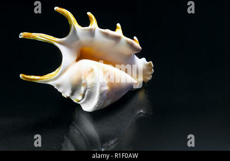 Auf dem dunklen Hintergrund der Schönen sea shell fancy Form. Stockfoto