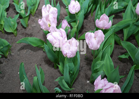 Tulpen Candy Prince (Single frühe Gruppe) im Beet gewachsen. Frühling in den Niederlanden. Stockfoto