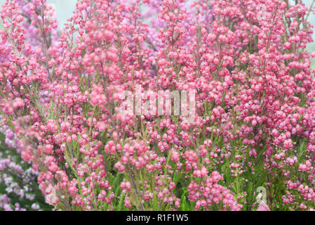 Purple Heather Blumen Makro selektiven Fokus Stockfoto