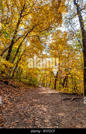 Ein Waldweg in Matthiesen State Park im Herbst mit dem Laub gelb/orange und die Blätter fallen von den Bäumen. Stockfoto