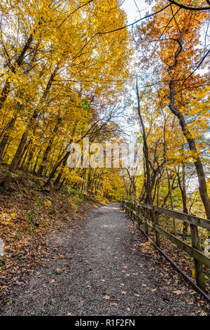 Ein Waldweg in Matthiesen State Park im Herbst mit dem Laub gelb/orange und die Blätter fallen von den Bäumen. Stockfoto