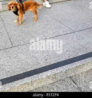 Hund (Spaniel) an der Leine auf dem Trafalgar Square, London, England, UK. Stockfoto