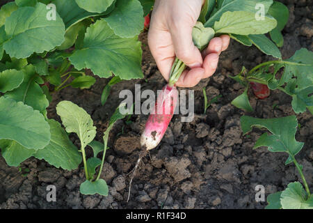 Weibliche Gärtner ist ausgraben, reife rote Radieschen im Garten. Nähe zu sehen. Stockfoto