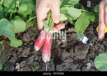 Weibliche Gärtner ist ausgraben, reife rote Radieschen im Garten mit Spachtel. Nähe zu sehen. Stockfoto
