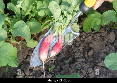 Gärtner ist ausgraben, reife rote Radieschen im Garten mit kleinen Hand Kelle. Nähe zu sehen. Stockfoto