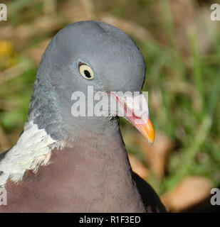 Woodpigeon ruht auf dem Boden im städtischen Haus Garten. Stockfoto