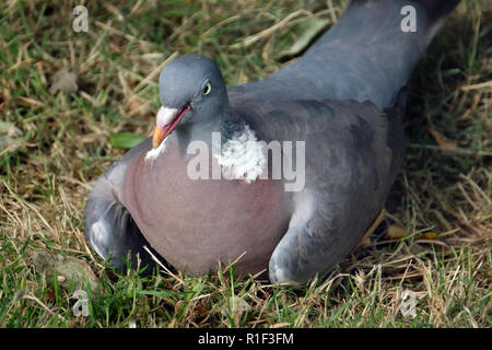 Woodpigeon ruht auf dem Boden im städtischen Haus Garten. Stockfoto