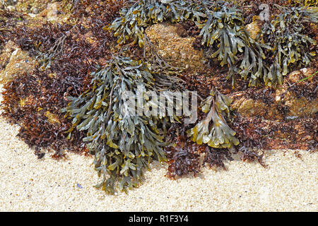 Olivenöl (rockweed Hesperophycus californicus, Mitte, oben rechts), die damit verbundenen Braunalgen Fucus distichus (rechts von der Mitte) und anderen Algen (wahrscheinlich s Stockfoto