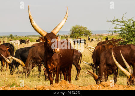 Langhörnigen Ankole Rindern in trockenen Savanne sitzen Stockfoto