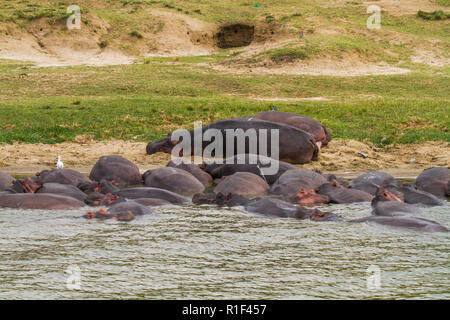 Eine Gruppe von flusspferd (Hippopotamus amphibius) in den Nil Stockfoto
