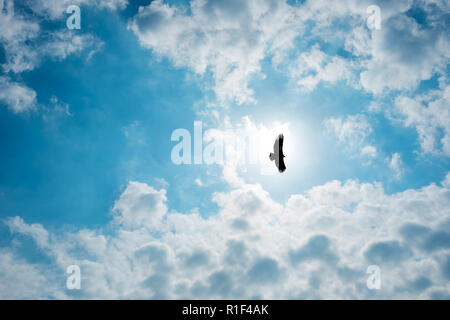 Silhouette Steppe eagle unter der hellen Sonne und bewölkter Himmel fliegen im Sommer. Stockfoto