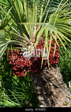 Zwerg Zwergpalme (Chamaerops humilis), mit Obst Stockfoto