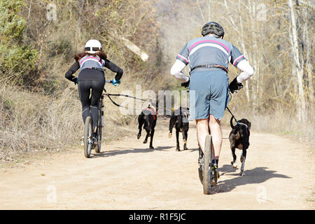 Mehrere Hunde und zwei mushern, die an einer beliebten canicross mit einem diggler Mountain Roller Stockfoto