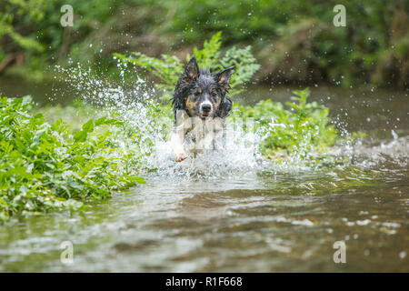 Ein junger dreifarbiger Border Collie Hund läuft durch einen flachen Bach Stockfoto