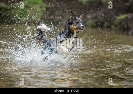 Ein junger dreifarbiger Border Collie Hund läuft durch einen flachen Bach Stockfoto