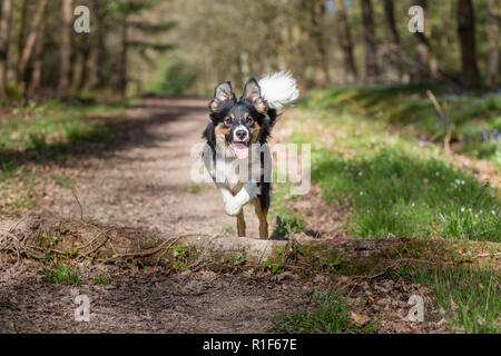 Ein junger fröhlicher Border Collie, der auf einem Waldweg auf seinen Besitzer zuläuft Stockfoto