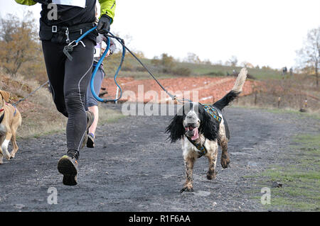 Zwei Athleten und ihre Hunde, die an einer beliebten canicross Rennen Stockfoto