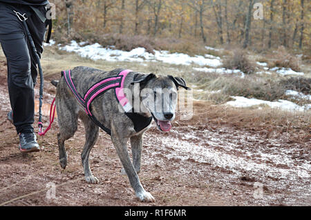 Hund und seinen Besitzer an einer beliebten canicross Rennen Stockfoto