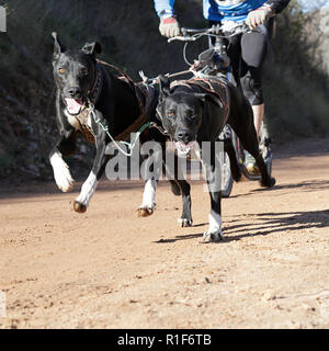 Zwei schwarze Hunde und Musher, die an einer beliebten canicross mit einem diggler Mountain Roller Stockfoto