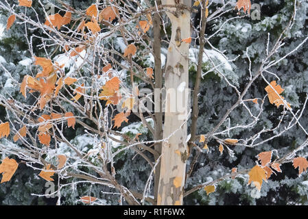 Nahaufnahme der trockene Blätter, die mit Reif und Schnee in einem kalten Wintertag abgedeckt Stockfoto