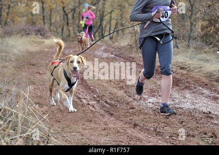 Im Vordergrund ein Hund und seinen Besitzer an einer beliebten canicross Rennen, im Hintergrund (unscharf) mehrere Athleten Stockfoto