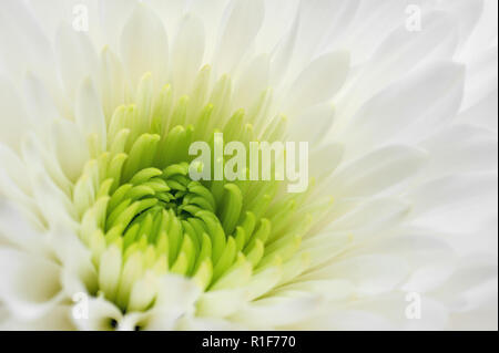 Weiße Chrysantheme schließen bis auf weißem Hintergrund. Makro Bild mit kleinen Tiefenschärfe. Stockfoto