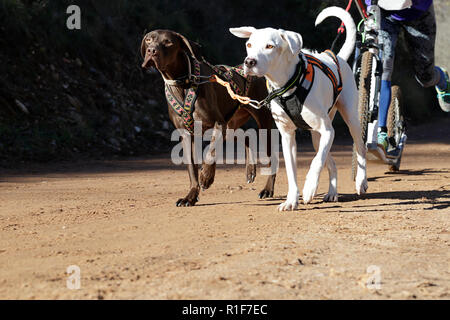 Zwei Hunde und Musher, die an einer beliebten canicross mit einem diggler Mountain Roller Stockfoto