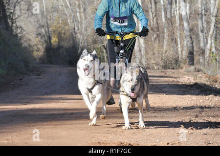 Zwei Hunde und Musher, die an einer beliebten canicross mit einem diggler Mountain Roller Stockfoto