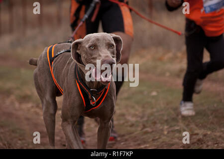 Zwei Athleten in einem canicross, der Hund hat einen Kabelbaum Stockfoto