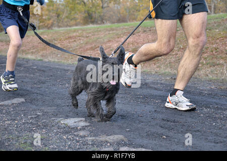 Hund und seinen Besitzer (Vater und Sohn) die Teilnahme an einem beliebten canicross Rennen Stockfoto